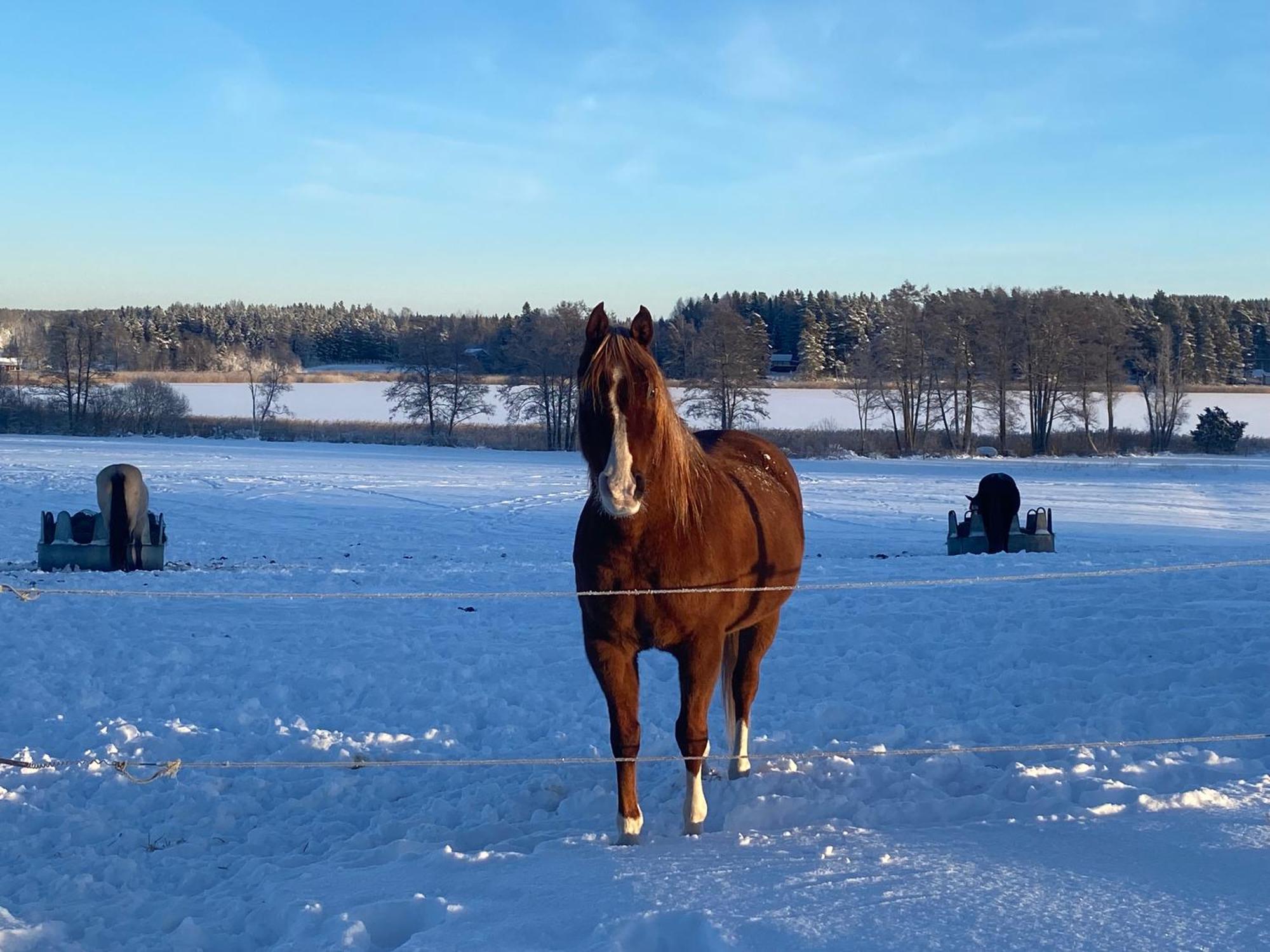 Ulvsby Ranch Guest House Karlstad Bagian luar foto